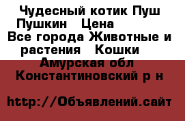 Чудесный котик Пуш-Пушкин › Цена ­ 1 200 - Все города Животные и растения » Кошки   . Амурская обл.,Константиновский р-н